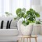 Ceramic Planter with Drainage Hole and Saucer Ceramic Pots - 8 Inch, Petit-flower Petal White